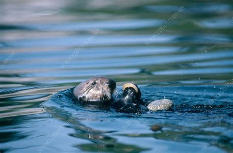 Sea Otter with Clam and Rock - Stock Image - C014/3192 - Science Photo ...