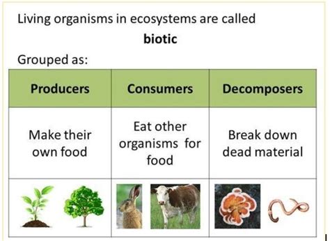 ⛔ What is biotic components. Examples of Biotic Factors: 3 Types. 2022-11-07