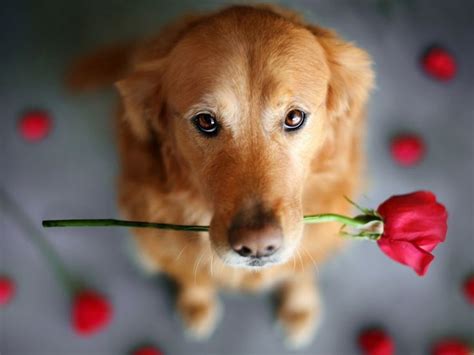 Cute #Dog With Flower | Cute pets dogs and cats photos | Pinterest | Dog of the day, Pictures of ...