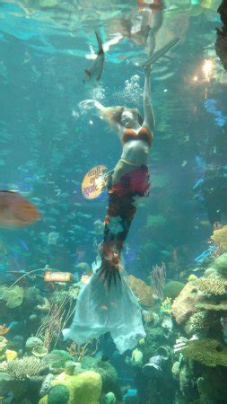 Silverton Aquarium (Las Vegas) - All You Need to Know | TripAdvisor ...