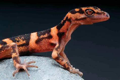 Chinese Cave Gecko - The Ultimate Guide - Gecko Keeper