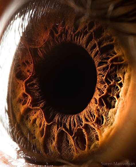 Amazingly Revealing Macro Photos of the Human Eye | Eyeball art, Eye ...