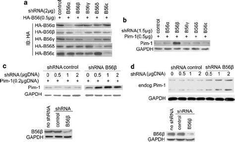 ShRNA knockdown of B56 b increases Pim-1 protein levels. ( a ) 293 T ...