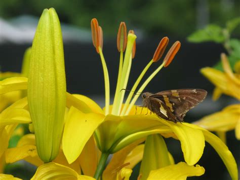 lilies of the field bible verse | see the lilies of the field and how ...