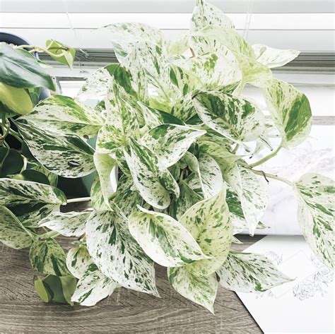 How to Care For the Easygoing Snow Queen Pothos - Garden Lively