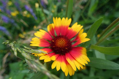 Gaillardia, all in colors on Behance