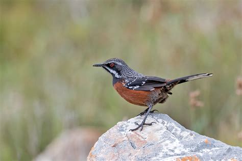 South Africa Birding Tours - South Africa Birdwatching - Birdquest