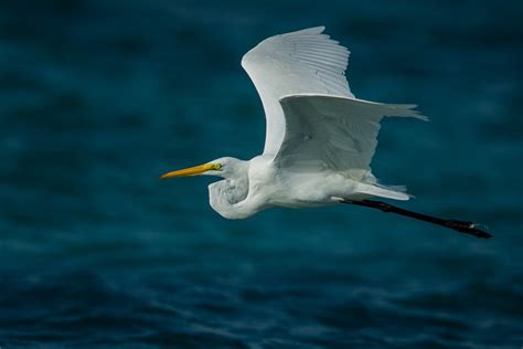 Gambar : air, burung, sayap, Pelican, Burung laut, penerbangan, paruh, bertulang belakang ...