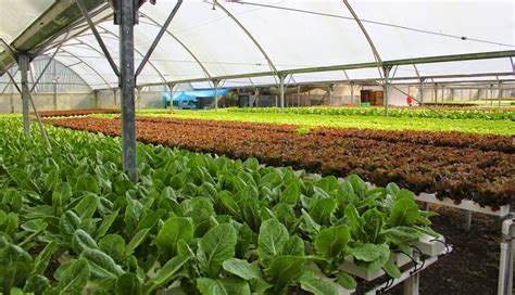 Greenhouse farms in Boquete - THE PANAMA PERSPECTIVE