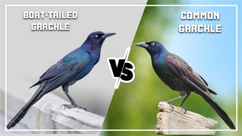 Boat-Tailed Grackle vs Common Grackle: 5 Key Differences