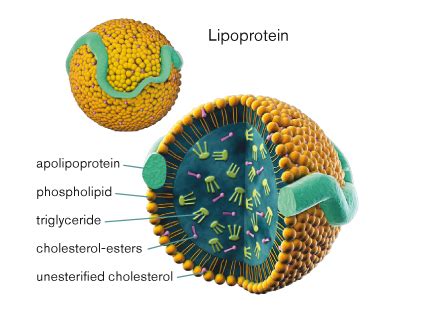 Apolipoproteins