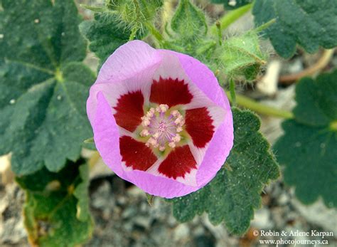 Death Valley Wildflowers Super Bloom - Photo Journeys