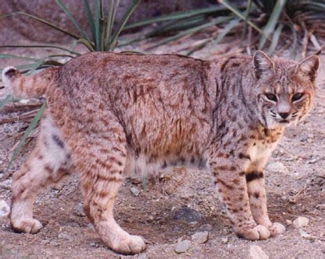 Abe's Animals: Lynx species (Alive)