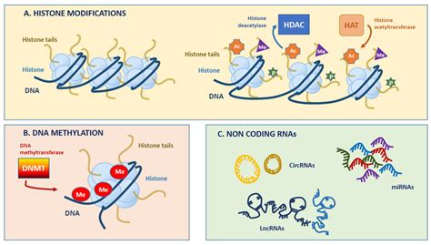 Simplified overview of main epigenetic modifications. (A). Chromosomal... | Download Scientific ...