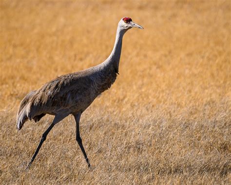 Summer Lake Wildlife Area - Wanders & Wonders