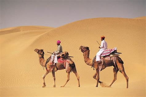 Dubai Camel Riding