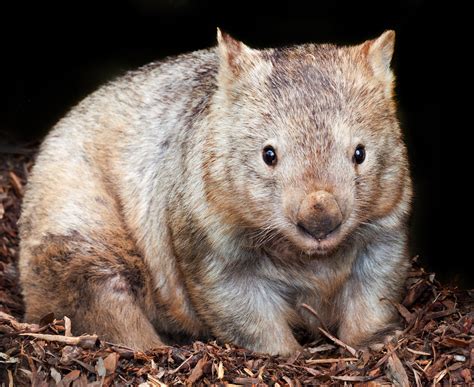 Wombat Burrow Tunnels