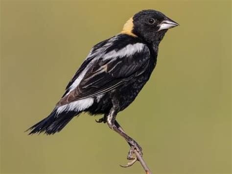 Icteridae Browse by Family, All About Birds, Cornell Lab of Ornithology