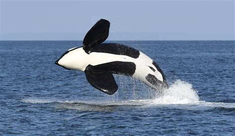 🔥 This breaching orca 🔥 : NatureIsFuckingLit