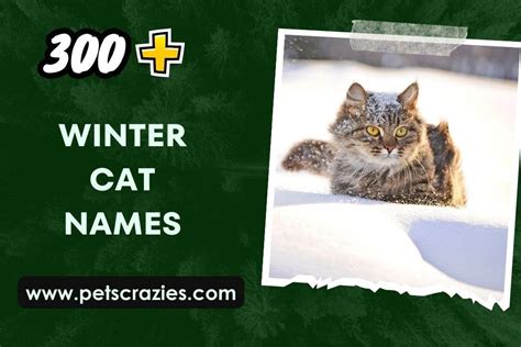 300+ Winter Cat Names (Frosty Pals)