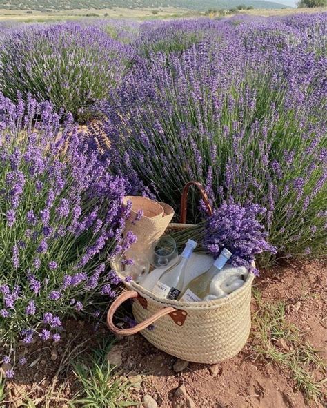 carriebradshaw 🕊 on Twitter | Lavender fields, Lavender aesthetic ...