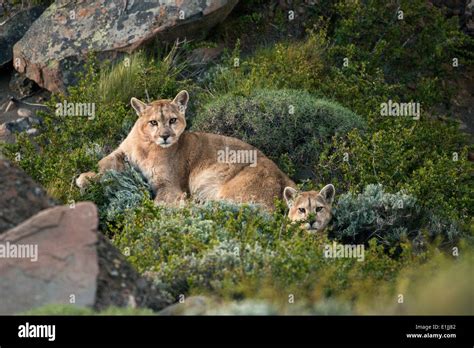 Wild puma cubs Stock Photo - Alamy