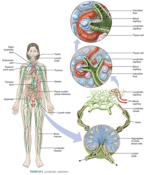 Lymphatic System Anatomy And Physiology