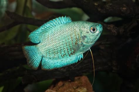 Dwarf Gourami Care Guide: Colors, Tank Mates and More… - Everything ...