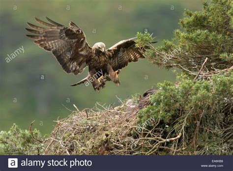 Golden Eagle Nest Stock Photos & Golden ... | Eagle nest, Golden eagle ...