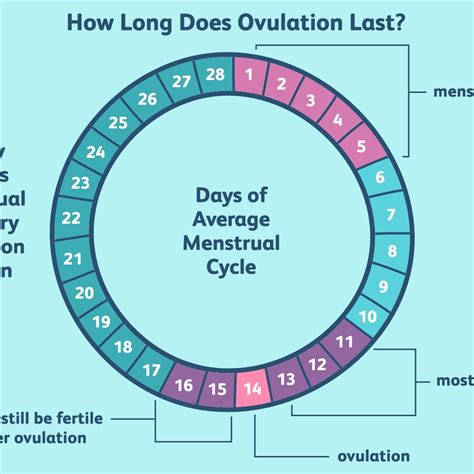 Ovulation Calendar 3 Week Cycle | Month Calendar Printable