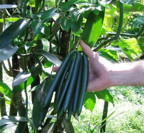 Growing Vanilla: How to Plant, Grow, and Harvest Vanilla Beans Successfully - Homesteading Alliance