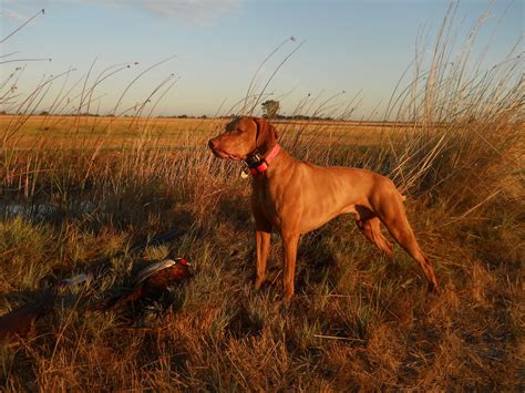 Hunting Vizsla dog photo and wallpaper. Beautiful Hunting Vizsla dog ...