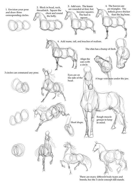 horse anatomy - how to draw a horse step by step - I have no hope of ...