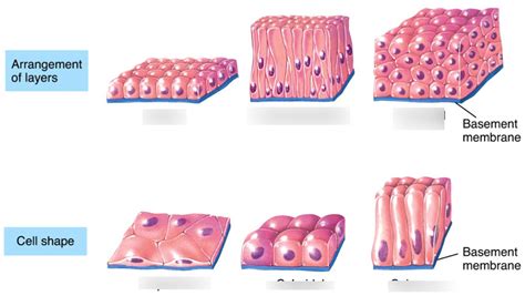 Diagram of Chapter 4: Tissue Level of Organization | Quizlet