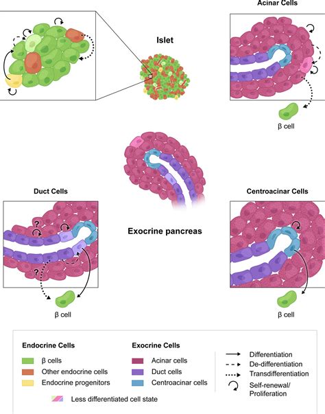 Acinar Cells And Islets Of Langerhans