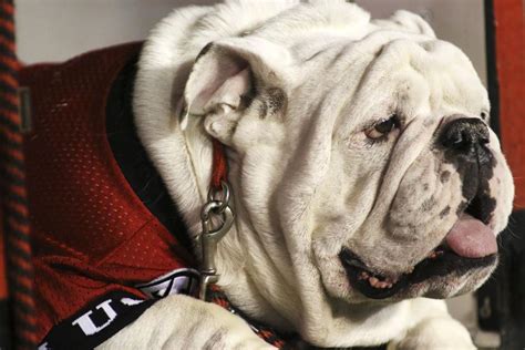 Uga is named best mascot in college football | Arts & Culture | redandblack.com