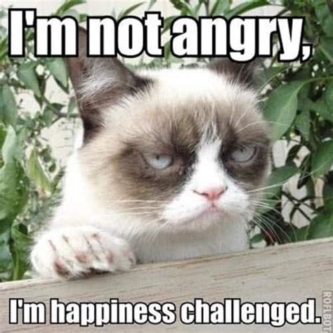 Angry Cat Meme Face