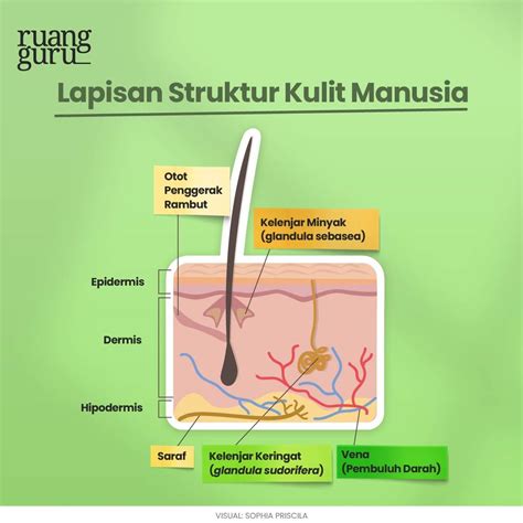 Mengenal 4 Macam Organ Sistem Ekskresi Manusia & Fungsinya | Biologi ...