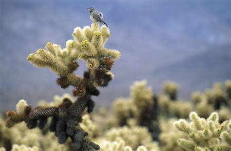 The Mojave Desert Photo Gallery | Fodor’s Travel