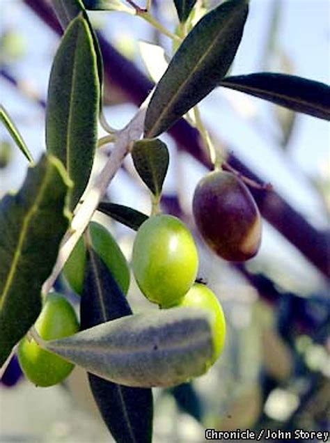 OLIVE TREES / Ancient garden luminaries glow in California landscape