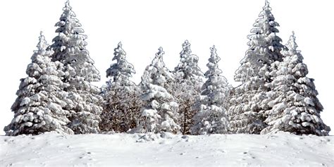 Christmas tree Snow Fir Spruce - snow tree png download - 1024*512 ...