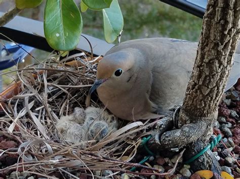 Mourning Dove Eggs Hatch