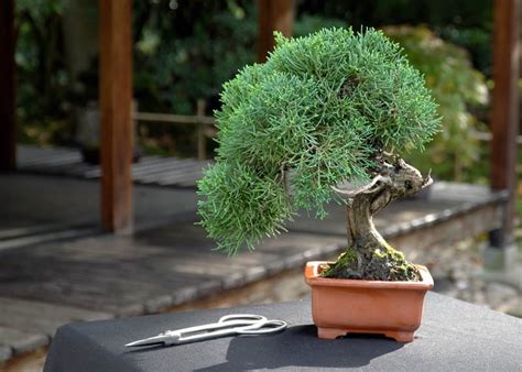 Care guide for the Juniper Bonsai tree (Juniperus) - Bonsai Empire