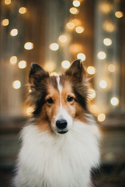 1000+ images about Lovely #Sheltie and #Collie on Pinterest