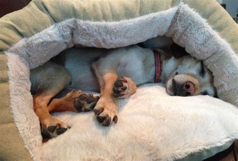 7 Of The Coziest Beds For Dogs Who Love To Burrow - BARK Post