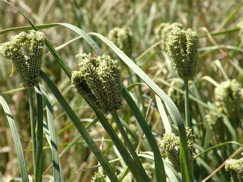 Improving the yield and quality of the grain called 'finger millet'