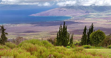 Ali'i Kula Lavender Farm: The Experience - Maui Guide