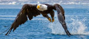 18 Bald Eagle Facts That Will Make You Soar With Joy! - Bird Watching HQ