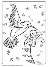 Bird Coloring Pages  30 Sheets Arty Crafty Kids sketch template