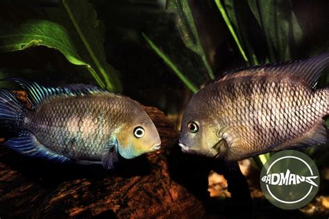 Types Of Cichlids: Top 41 Most Popular Cichlids Species - Badman's ...